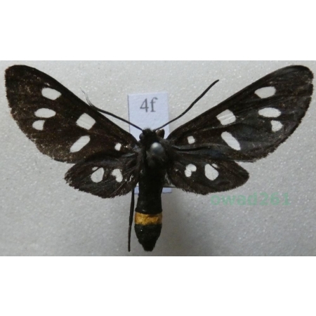 Amata phegea (Linnaeus, 1758) Oblaczek granatek Czech4f